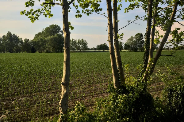 Campo Milho Pôr Sol Campo Italiano Emoldurado Por Troncos Árvores — Fotografia de Stock