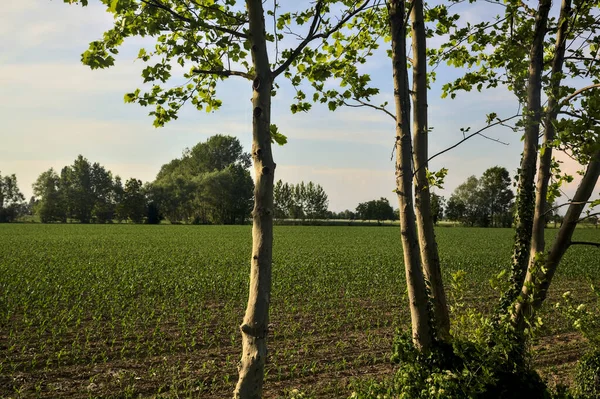 İtalya kırsalında gün batımında mısır tarlası Ağaç gövdeleri tarafından çerçevelenir
