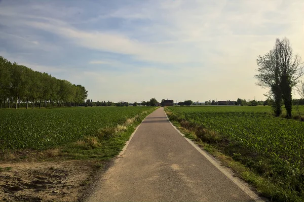 Gün batımında tarlanın kenarında bir sıra kavak ağacı olan ekili tarlaların ortasındaki köy yolu.