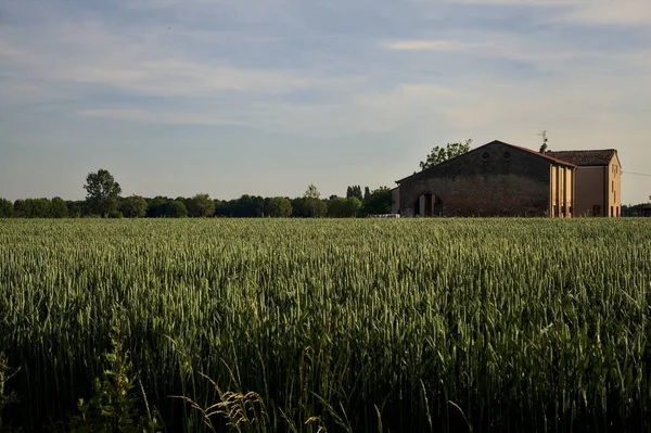 İtalya kırsalında gün batımında mısır tarlasının ortasında bir köşk.