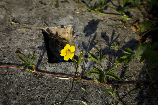 Желтый Дикий Цветок Растущий Бетоне — стоковое фото