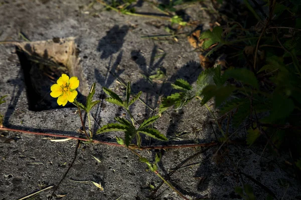 Flor Silvestre Amarilla Que Crece Hormigón — Foto de Stock