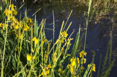 Kırsal kesimdeki bir su akıntısı suları
