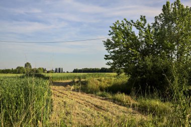 Gün batımında bir çayırın yanında bir ağaç olan su deresi.