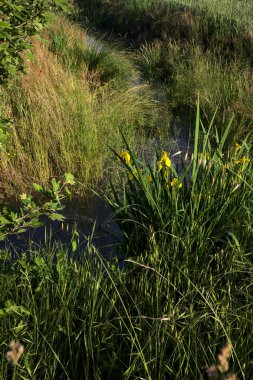 Gün batımında su irisleri olan tarlaların yanındaki su akıntısı