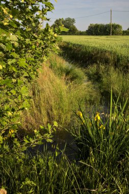Gün batımında su irisleri olan tarlaların yanındaki su akıntısı