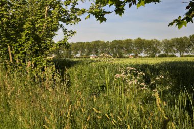 Arka planda bir sıra kavak ağacı ve gün batımında kır çiçekleriyle ekilmiş tarla.