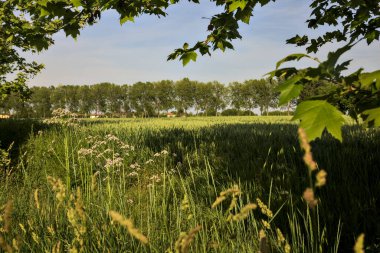 Arka planda bir sıra kavak ağacı ve gün batımında kır çiçekleriyle ekilmiş tarla.