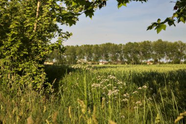 Arka planda bir sıra kavak ağacı ve gün batımında kır çiçekleriyle ekilmiş tarla.