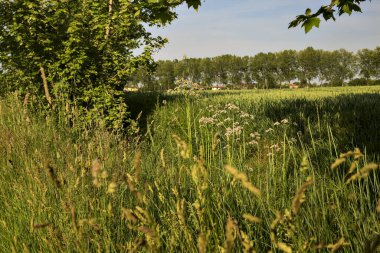 Arka planda bir sıra kavak ağacı ve gün batımında kır çiçekleriyle ekilmiş tarla.