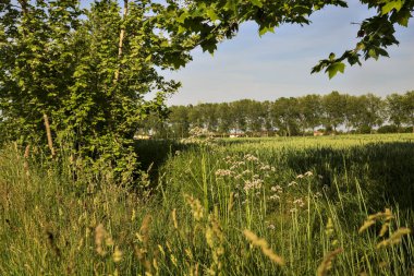 Arka planda bir sıra kavak ağacı ve gün batımında kır çiçekleriyle ekilmiş tarla.