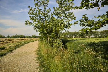 Günbatımında İtalya kırsalında ağaçlarla çevrili toprak yol.