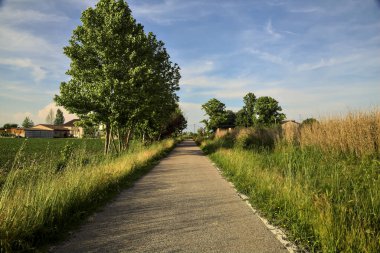 Kırsal kesimde bir sıra ağaç ve gün batımında bir tarla ile çevrili bir yol.