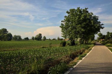 Kırsal kesimde bir sıra ağaç ve gün batımında bir tarla ile çevrili bir yol.