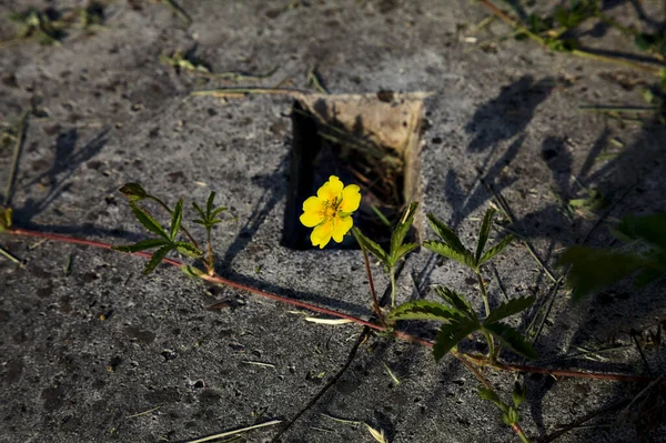 Желтый Дикий Цветок Растущий Бетоне — стоковое фото