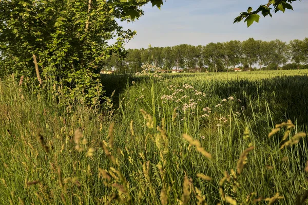 Arka planda bir sıra kavak ağacı ve gün batımında kır çiçekleriyle ekilmiş tarla.