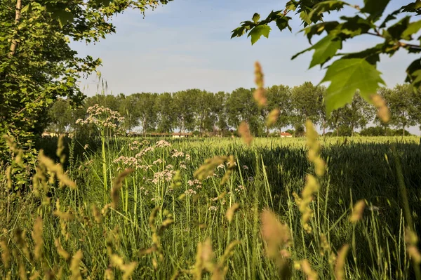 Arka planda bir sıra kavak ağacı ve gün batımında kır çiçekleriyle ekilmiş tarla.