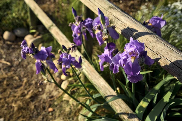 Violet Irises Een Houten Hek Van Dichtbij Gezien — Stockfoto