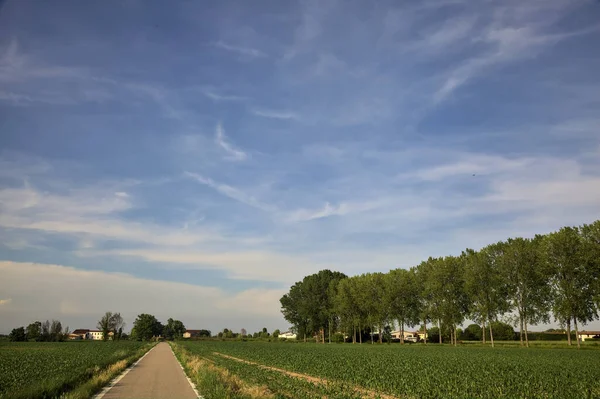 Gün batımında tarlanın kenarında bir sıra kavak ağacı olan ekili tarlaların ortasındaki köy yolu.