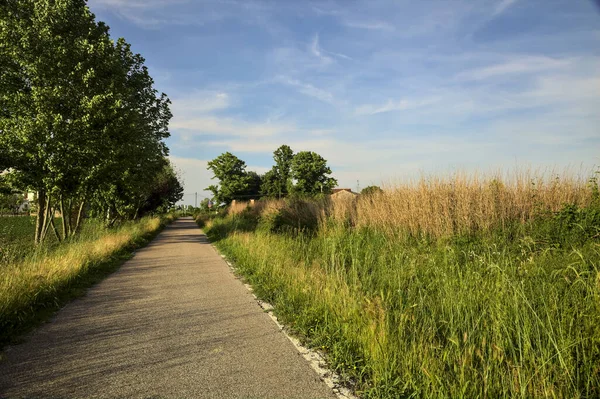 Kırsal kesimde bir sıra ağaç ve gün batımında bir tarla ile çevrili bir yol.