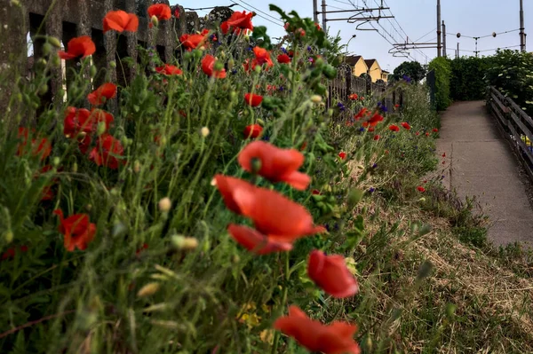 Poppies Grow Concrete Fence Next Railroad Track Path Sunset — Stock Photo, Image