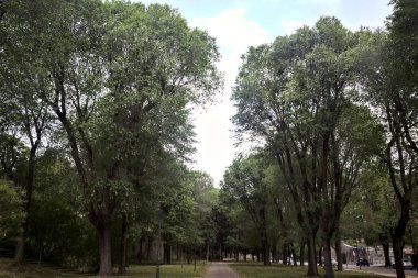 Parkta sıra sıra kavak ağaçlarıyla çevrili bir yol