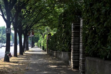 Ağaçlarla çevrili gölgelerde asfalt