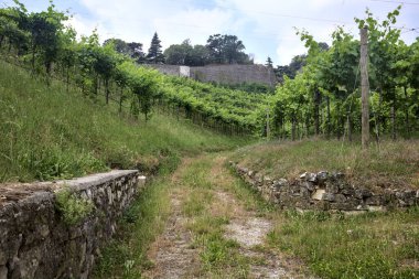 Üzüm bağının ortasındaki toprak yol. Arka planda bir tepenin üzerine güçlendirilmiş toprak.