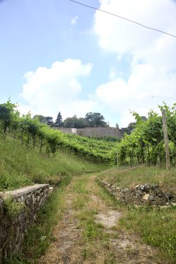 Üzüm bağının ortasındaki toprak yol. Arka planda bir tepenin üzerine güçlendirilmiş toprak.