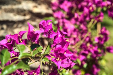 Arka plan olarak palmiye gövdesi olan mor bougainvillea çiçek açmış.