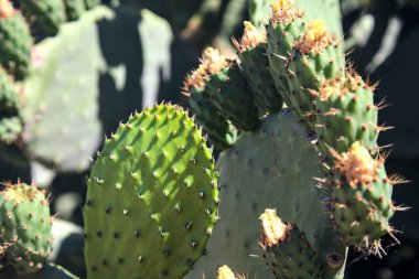 Meyveli dikenli armut kürek ve çiçek yakından görülüyor.