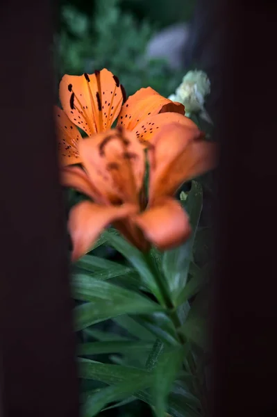 Orange Liliums Fence Seen Close — Stock Photo, Image