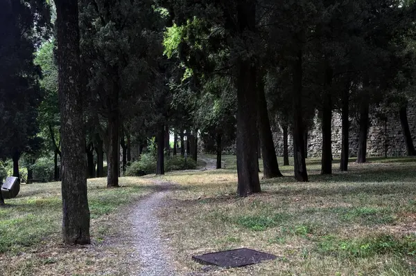 Trail Shade Cypresses Park — Zdjęcie stockowe