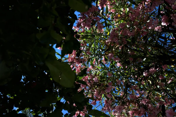 Навес Верхушки Дерева Розового Олеандра — стоковое фото