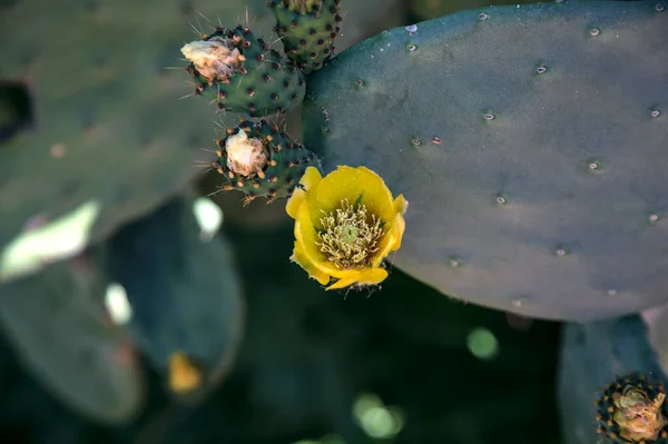 Prickly Pear Shovel Fruits Blooming Flowers Seen Close — Stock Photo, Image
