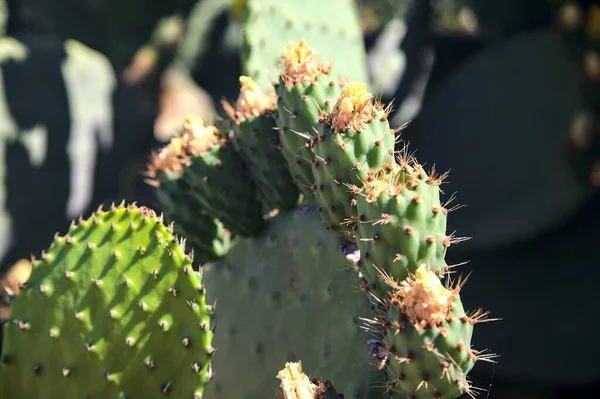 Prickly Pear Shovel Fruits Blooming Flowers Seen Close — Stock Photo, Image