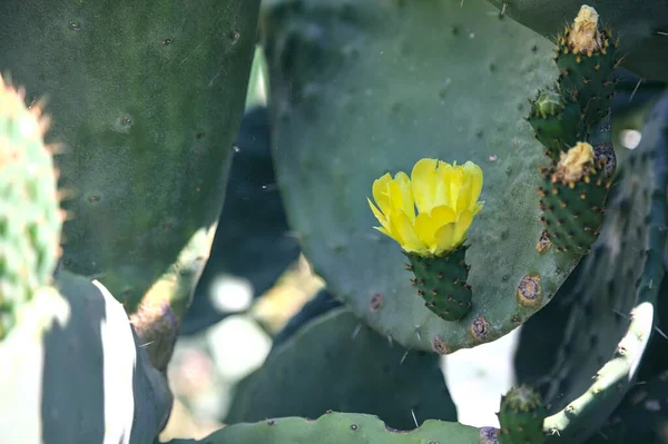 Pala Fico India Con Frutti Fiori Fiore Visto Vicino — Foto Stock