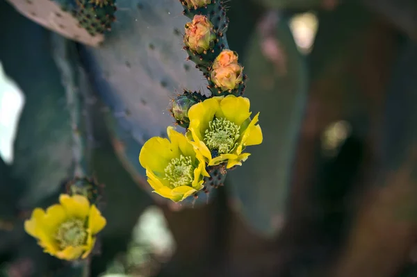 Kaktusfeige Schaufel Mit Früchten Und Blühenden Blumen Aus Der Nähe — Stockfoto