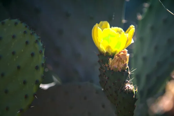 Kaktusfeige Schaufel Mit Früchten Und Blühenden Blumen Aus Der Nähe — Stockfoto