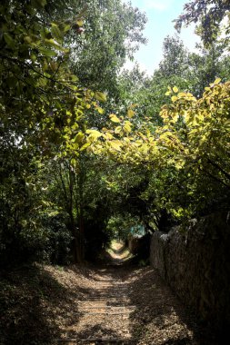 Taş duvarlarla çevrili bir korulukta inen patika.