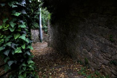 Bir korulukta sarmaşıklarla kaplı taş duvarlar arasındaki dar yol.