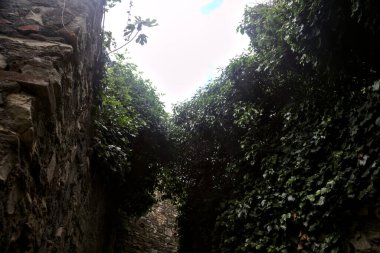 Bir korulukta sarmaşıklarla kaplı taş duvarlar arasındaki dar yol.