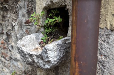 Paslı bir borunun yanındaki taş duvarda yağmur suyu için eski drenaj.