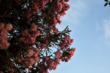 Arkaplan olarak gün batımı gökyüzü açan pembe zakkum.