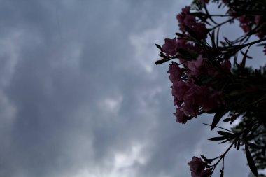 Arkaplan olarak gün batımı gökyüzü açan pembe zakkum.