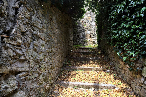 Narrow trail between stone walls covered by ivy in a grove