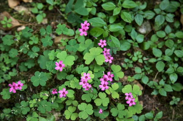 Fioletowe Dzikie Kwiaty Widziane Bliska Góry — Zdjęcie stockowe