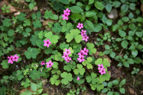 Lila Wildblumen Aus Der Nähe Und Von Oben Gesehen — Stockfoto