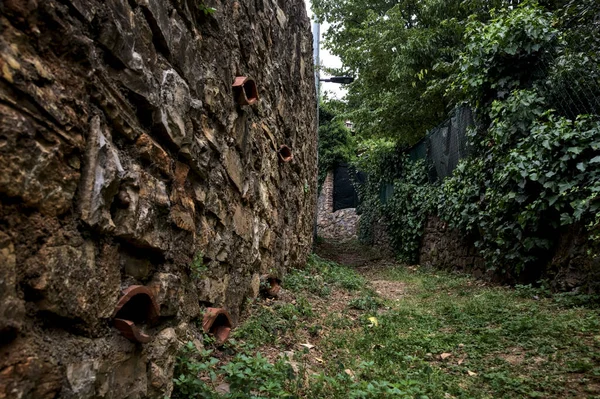 Trail in a grove bordered by walls covered by ivy