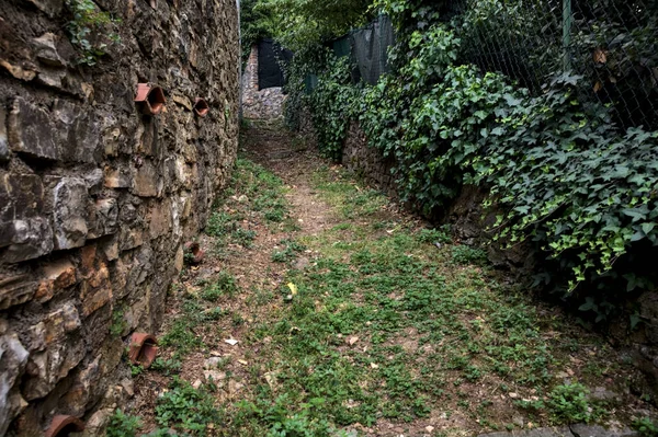 Trail Grove Bordered Walls Covered Ivy — Foto de Stock